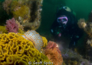 diving on the wreck of the Pietermaritzberg in False Bay ... by Geoff Spiby 